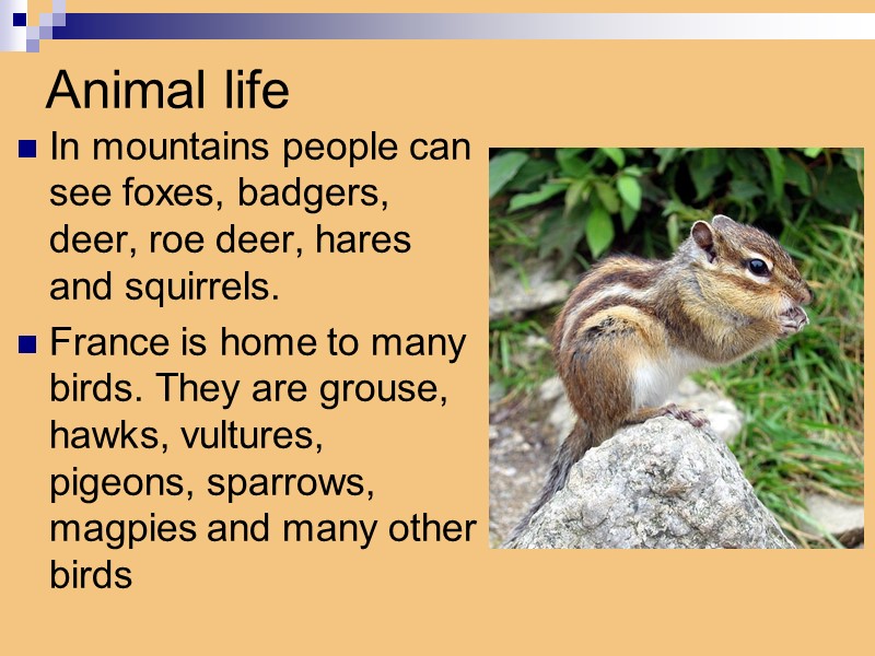 Animal life In mountains people can see foxes, badgers, deer, roe deer, hares and